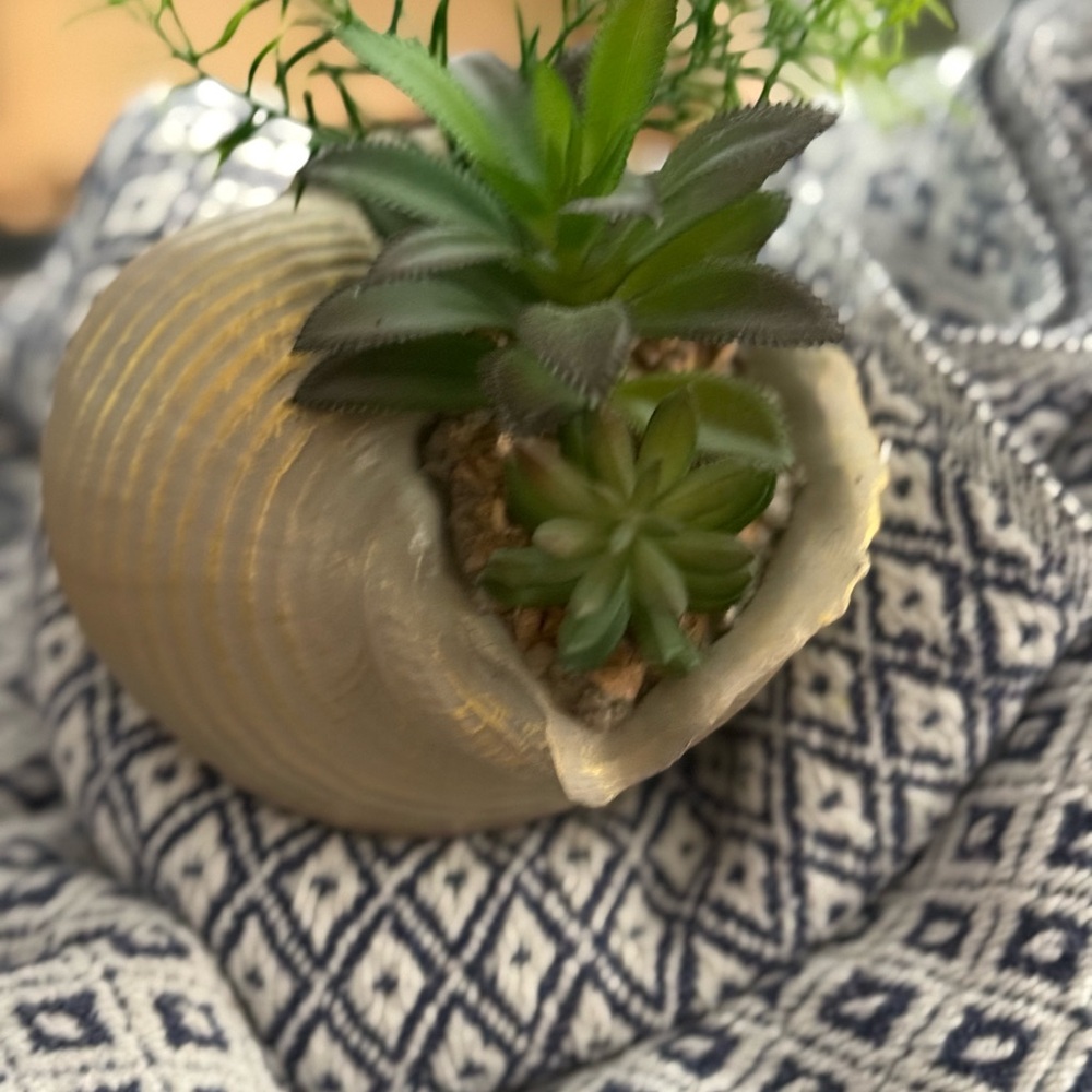 Gold Shell Planter with Green Succulents